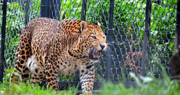 Nainital Zoo