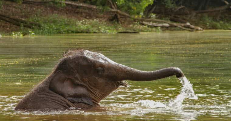 Elephant Training Camp in Alleppey