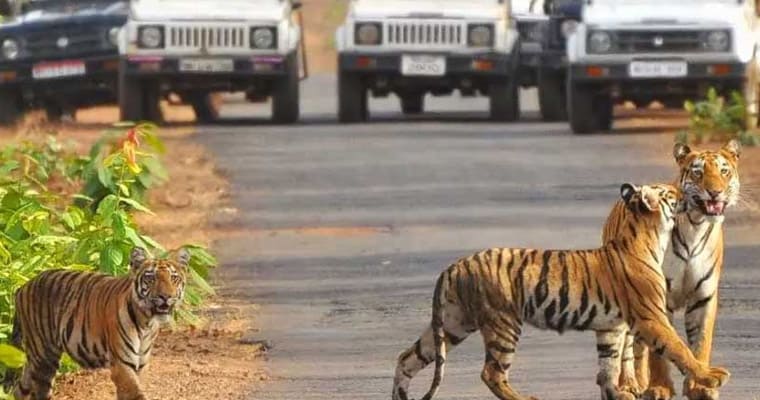 Reason to Visit Jim Corbett