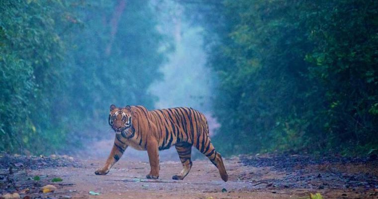 Best Time To Visit in Corbett