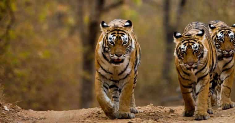 Jim Corbett National Park Uttarakhand