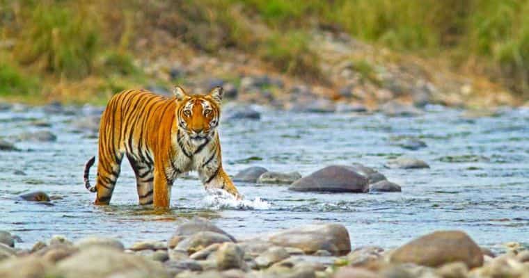 Journey Of Jim Corbett National Park